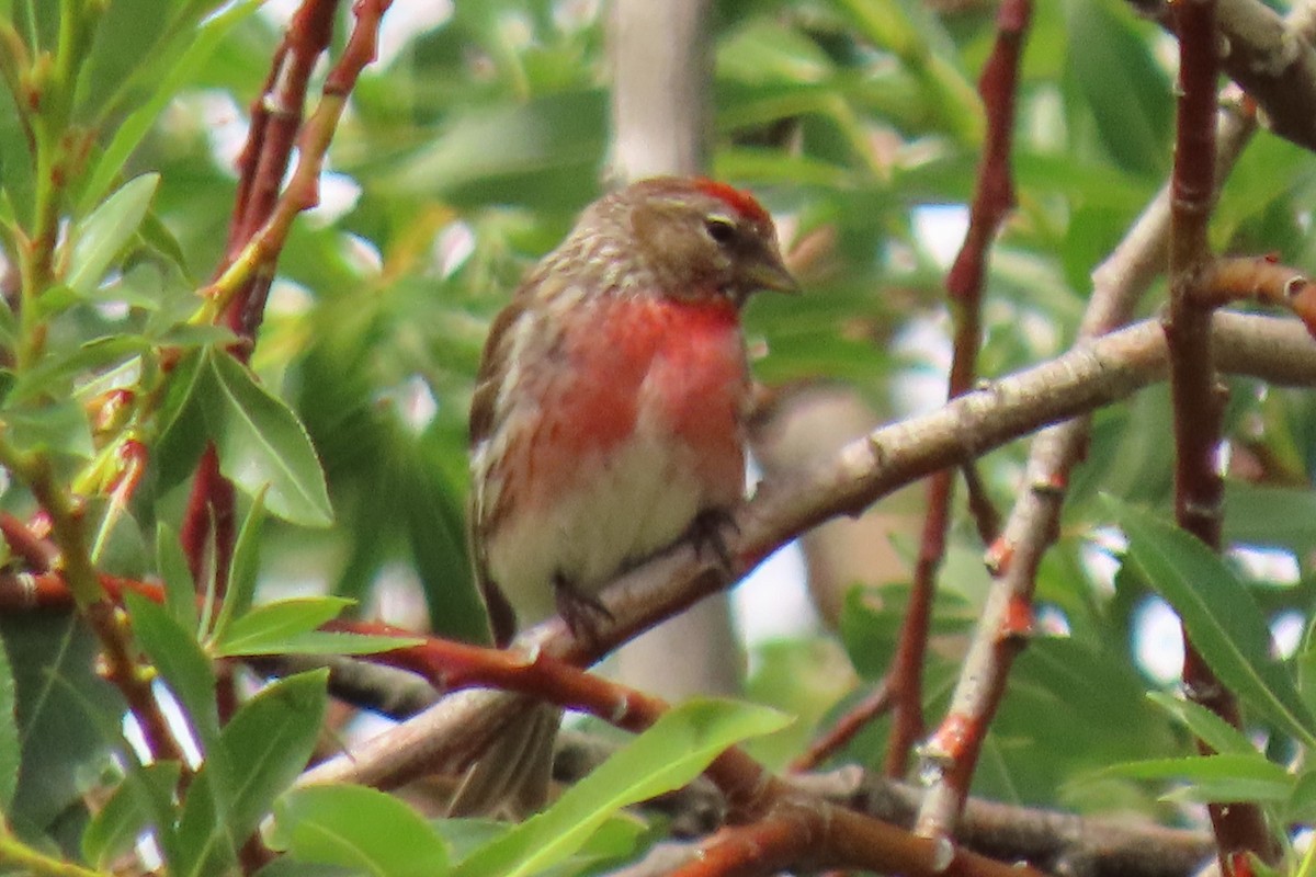 Txoka txikia (cabaret) - ML646246595