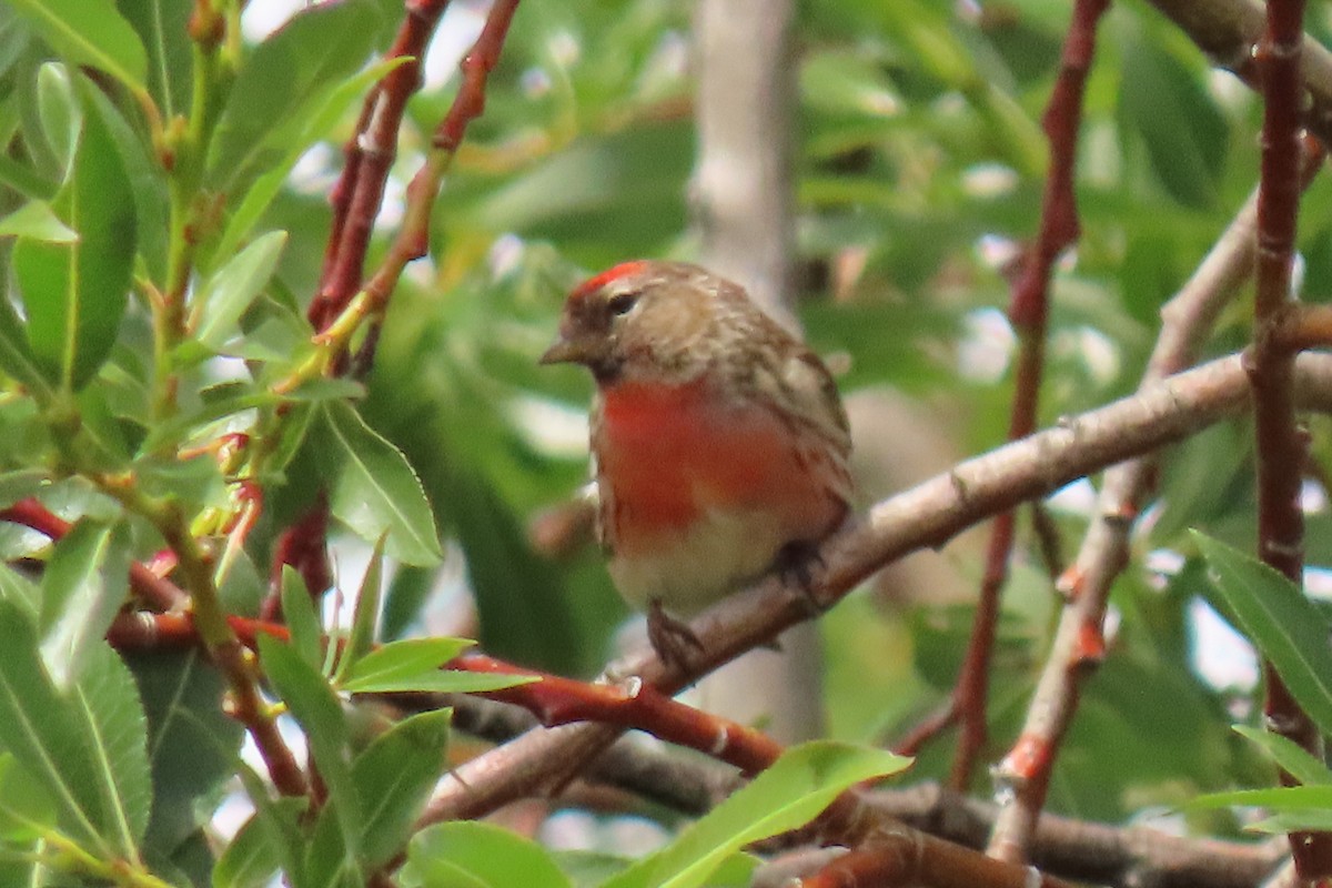 Txoka txikia (cabaret) - ML646246596