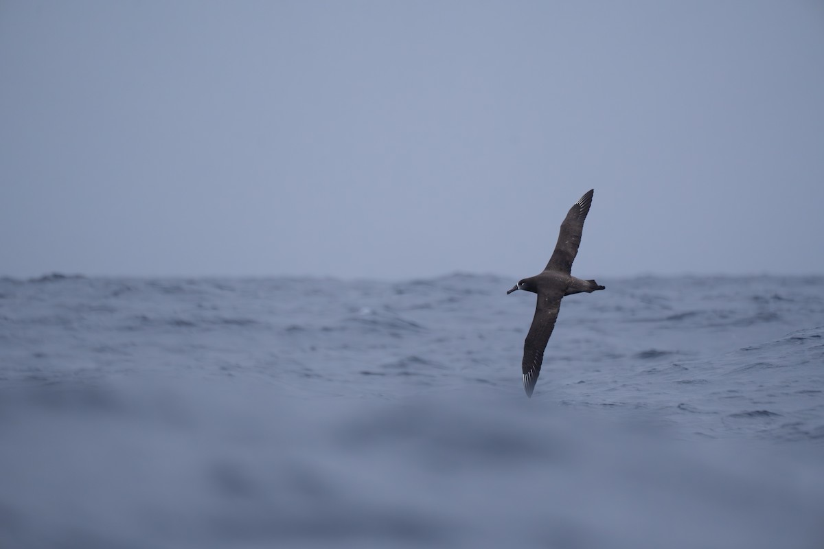 Black-footed Albatross - ML646246600