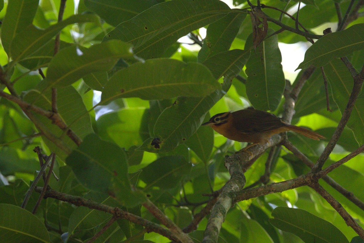Black-capped Foliage-gleaner - ML646246604