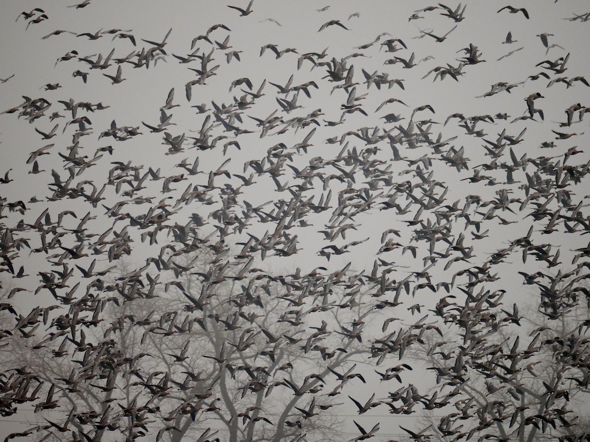 Greater White-fronted Goose - ML646246605