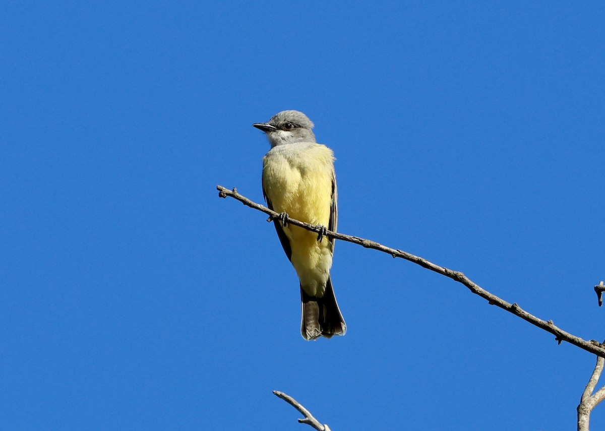 ハシボソタイランチョウ - ML646246607