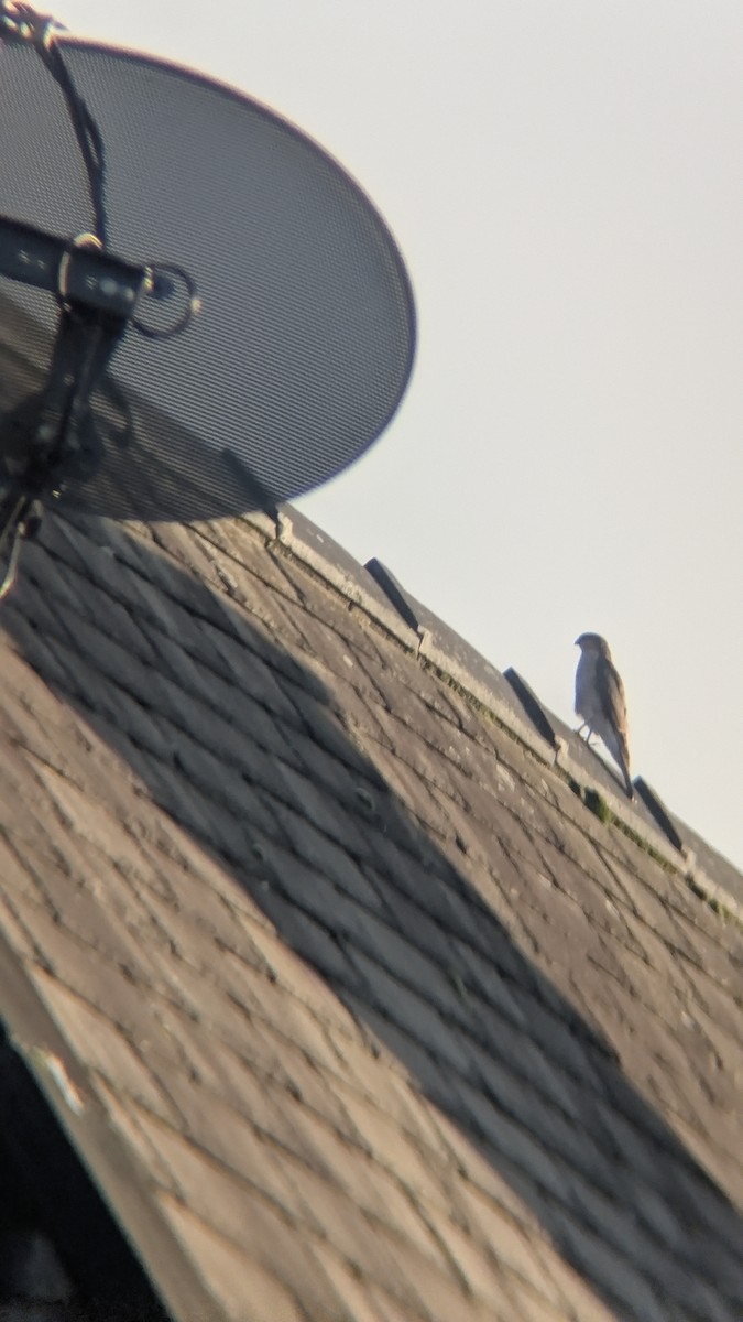 נץ מצוי - ML646246609