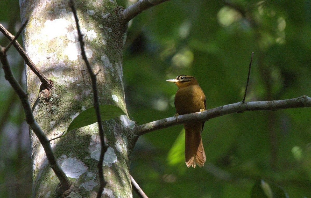 Black-capped Foliage-gleaner - ML646246612