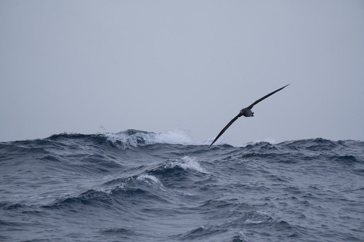 Black-footed Albatross - ML646246613
