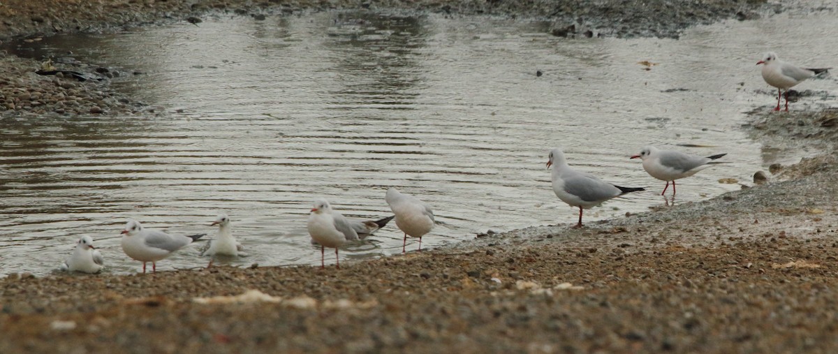 Black-headed Gull - ML646246614