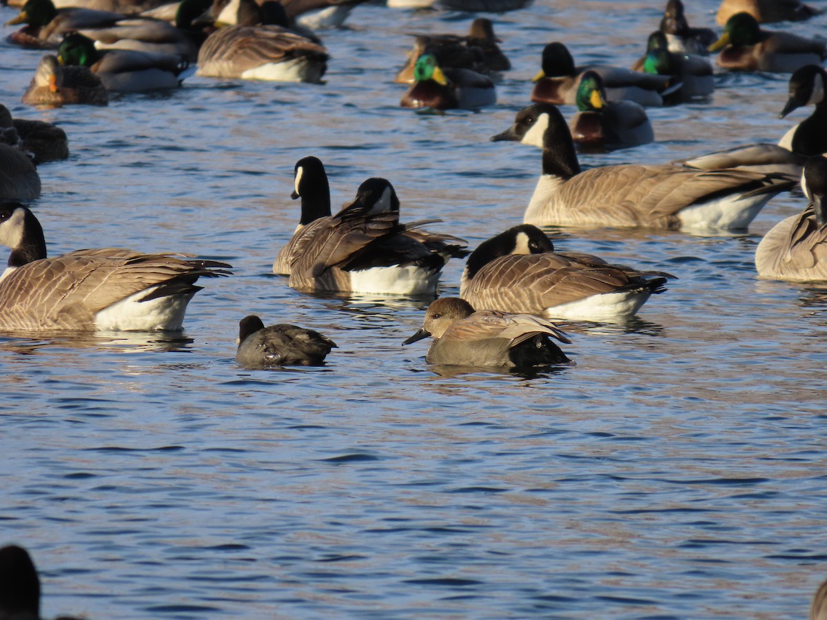 Gadwall - ML646246615