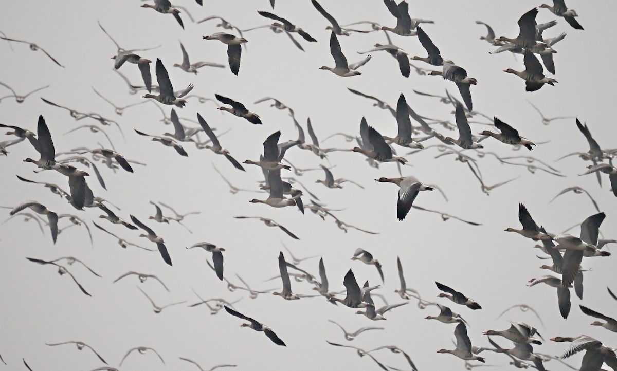 Greater White-fronted Goose - ML646246616