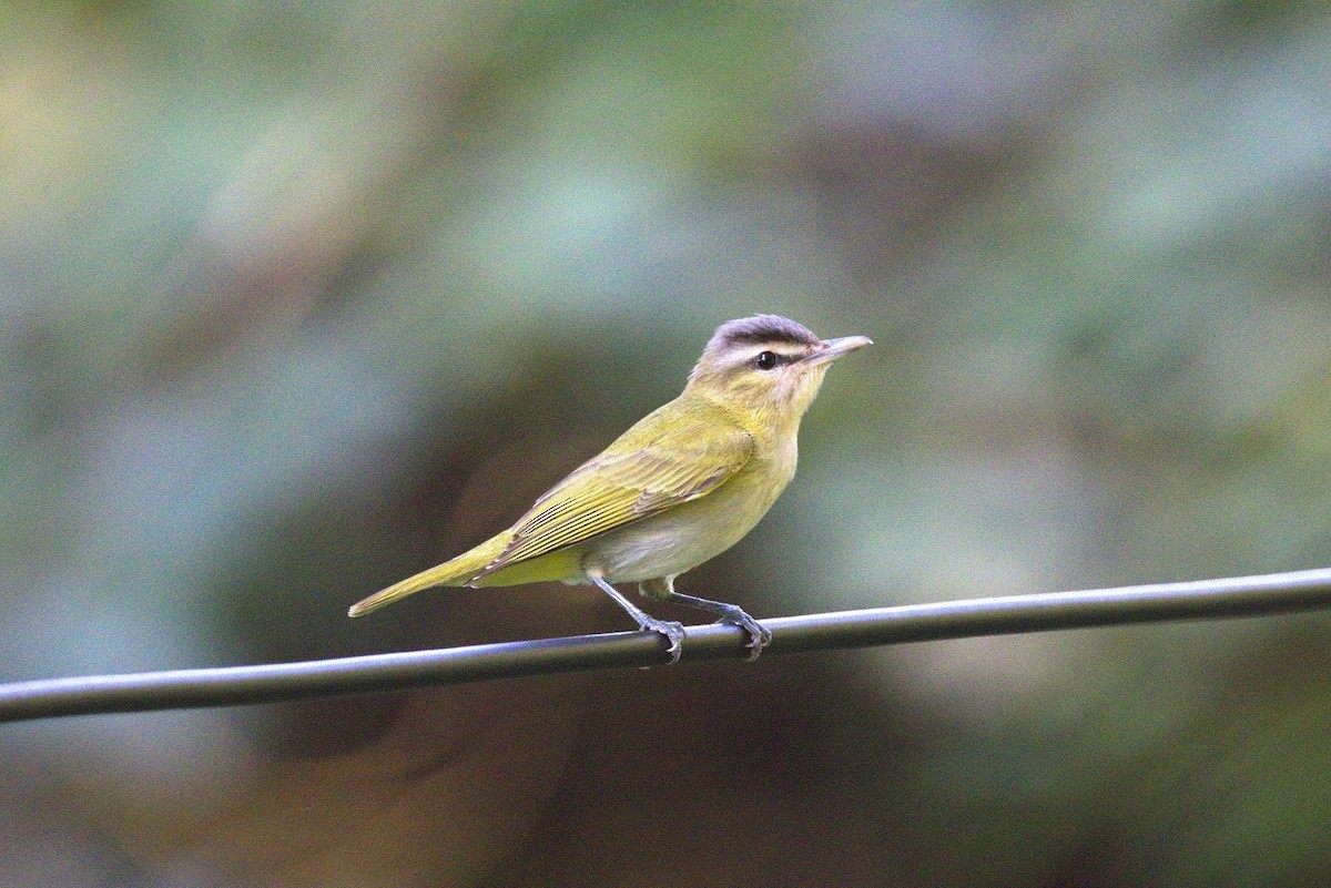 Chivi Vireo - ML646246617