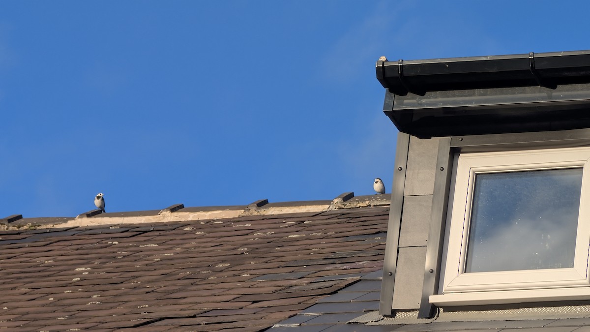 נחליאלי לבן - ML646246619