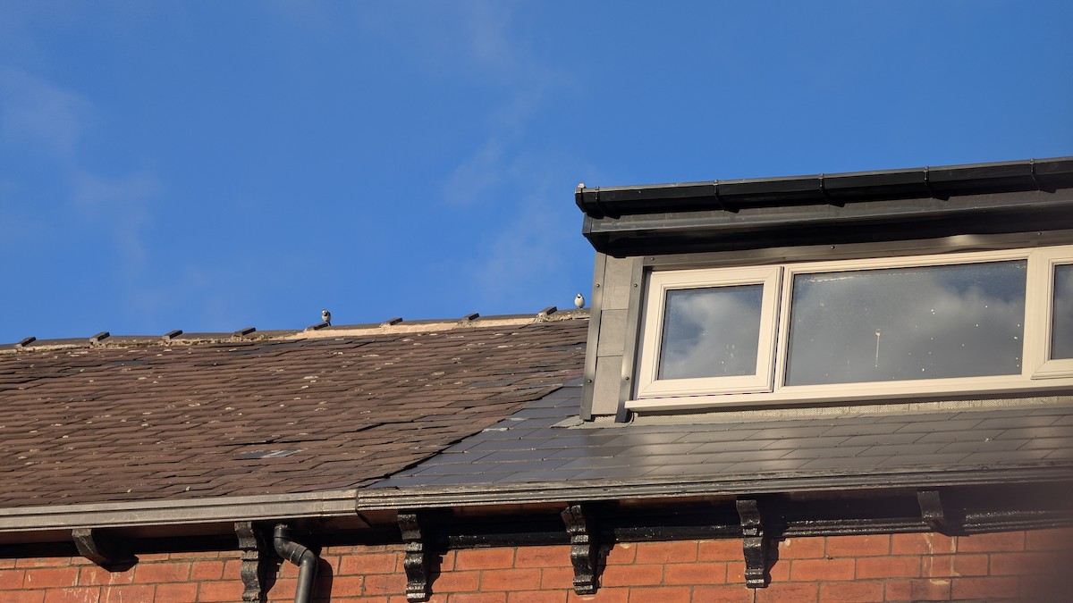 נחליאלי לבן - ML646246620