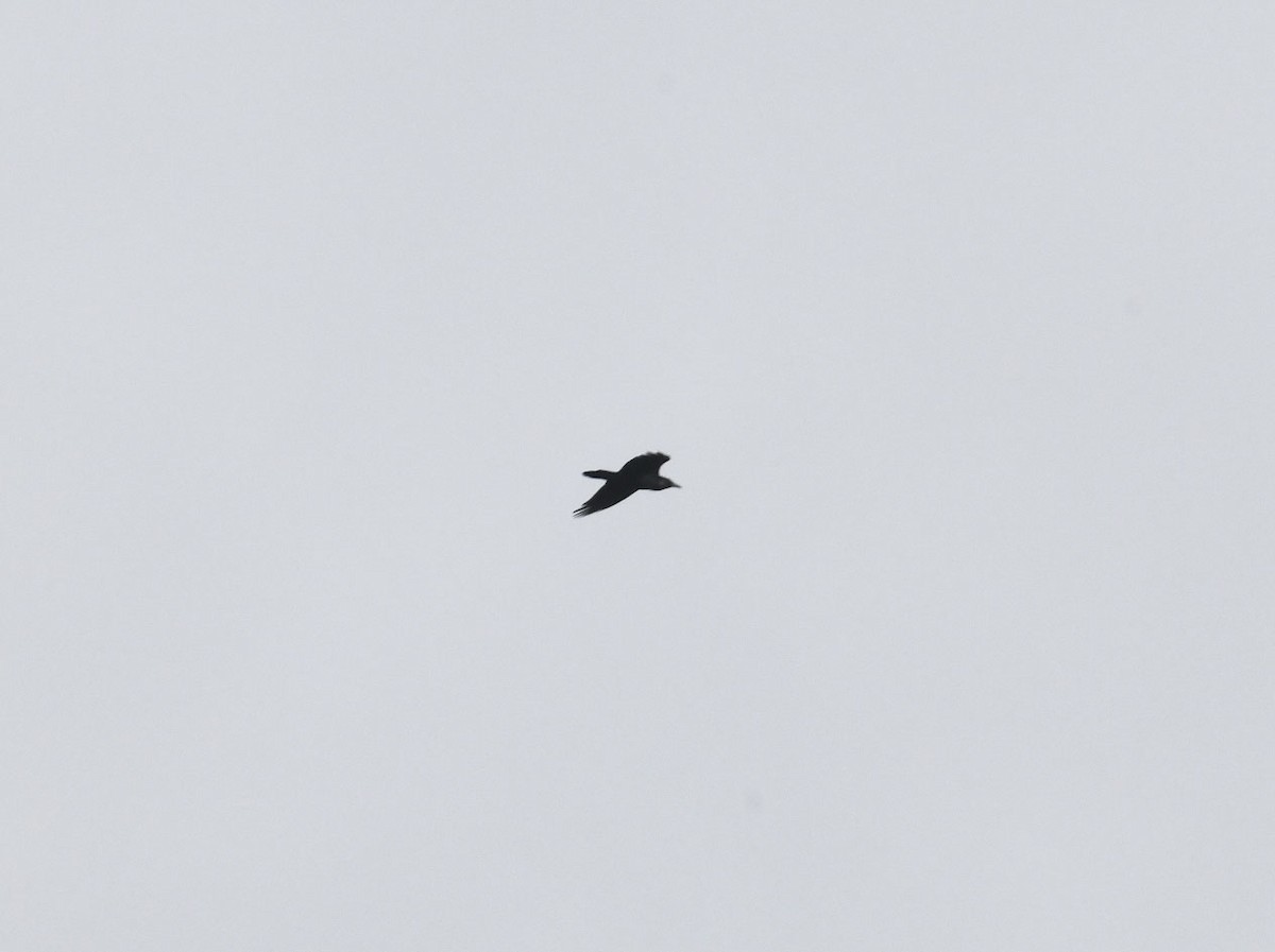 krkavec velký - ML646246623