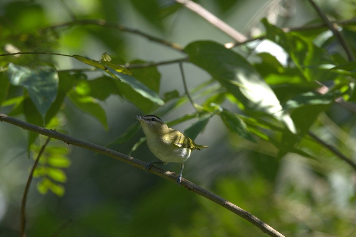 Chivi Vireo - ML646246624