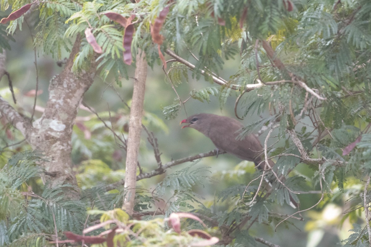 Sirkeer Malkoha - ML646246626