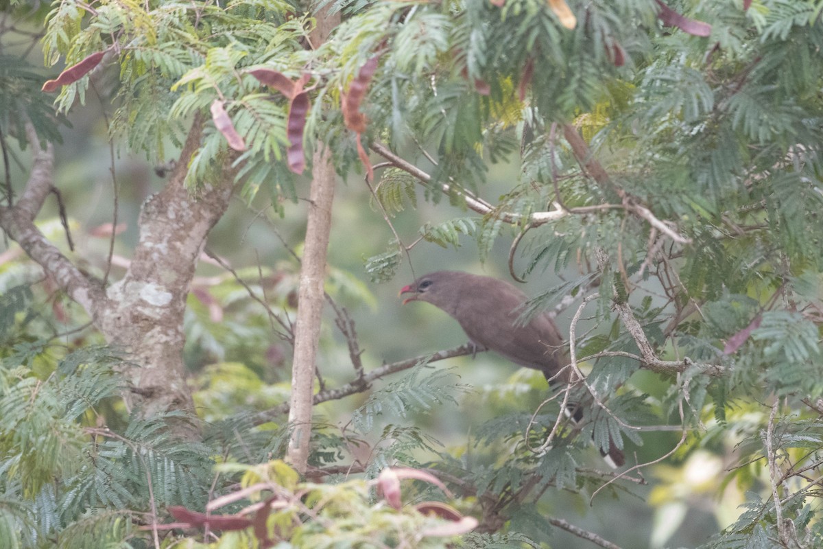 Sirkeer Malkoha - ML646246627