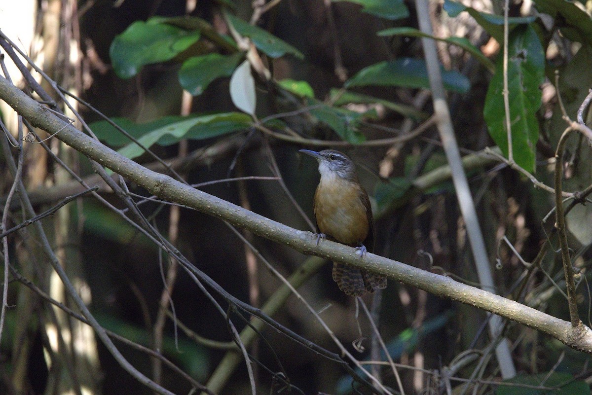 Long-billed Wren - ML646246629