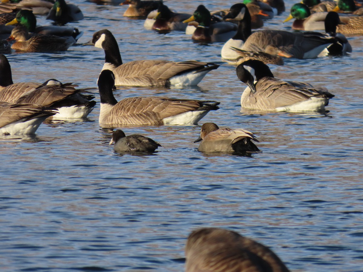 American Coot - ML646246632