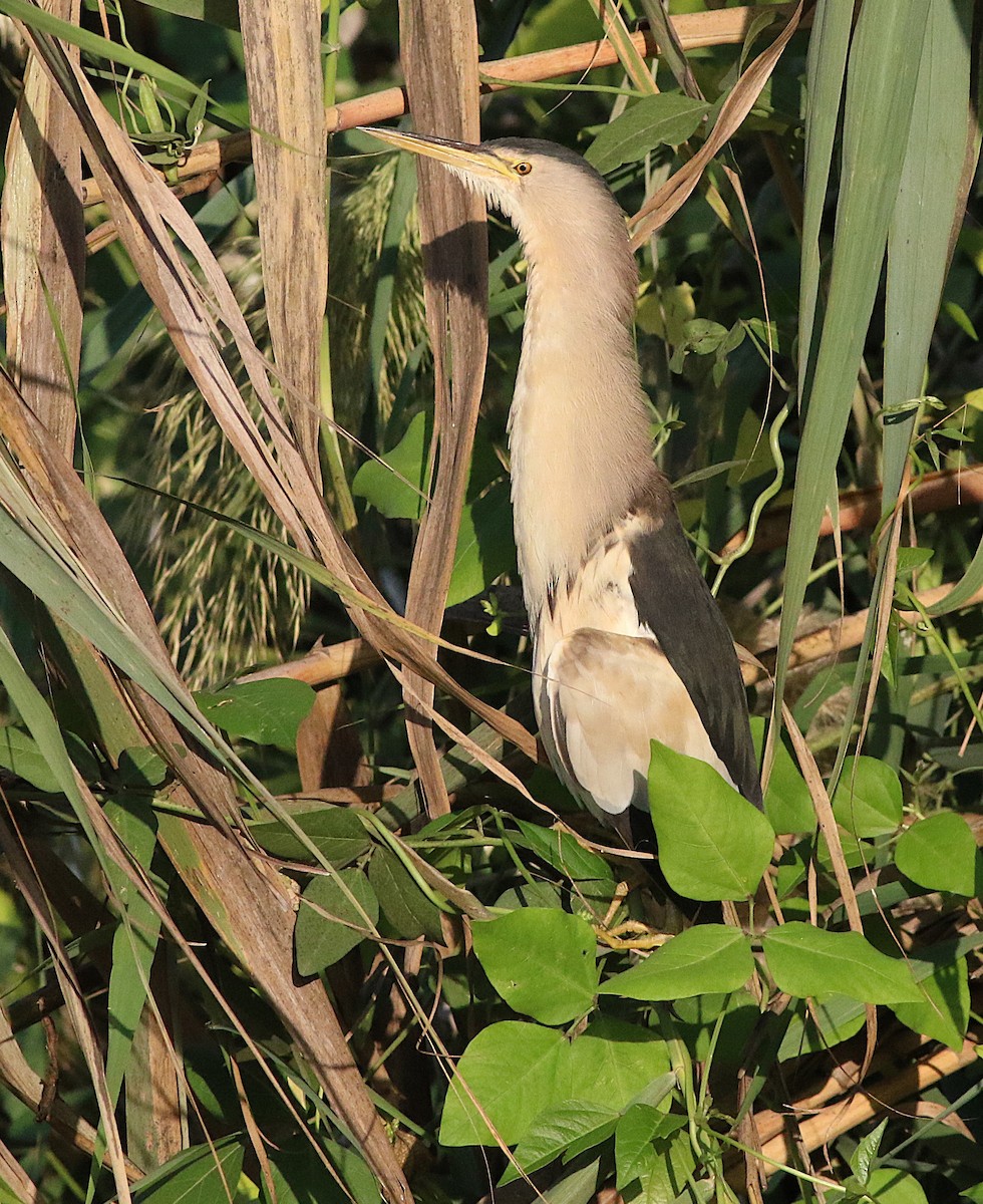 Little Bittern - ML646246634