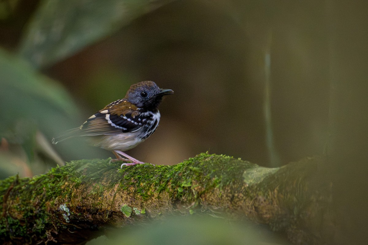 Белогалстучная муравьеловка - ML646246635