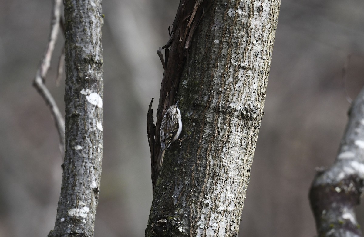 šoupálek americký - ML646246642
