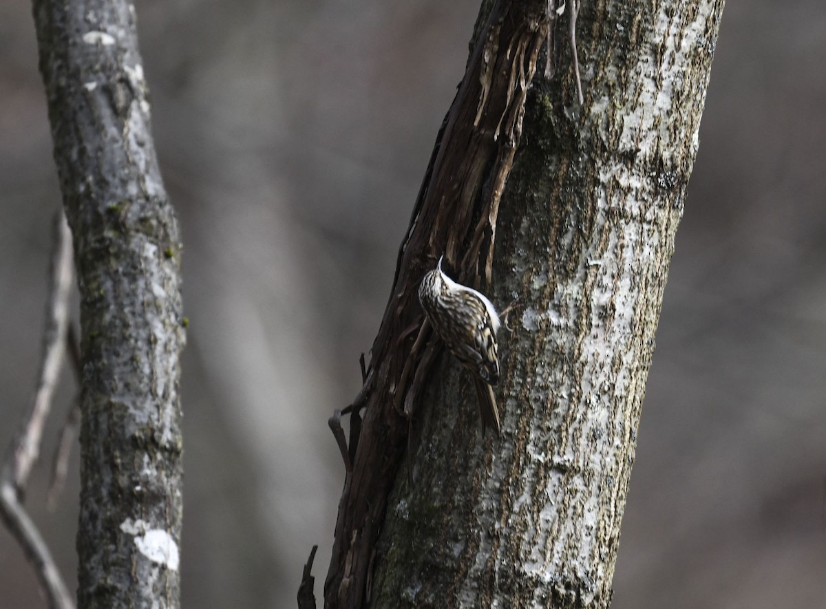 šoupálek americký - ML646246643