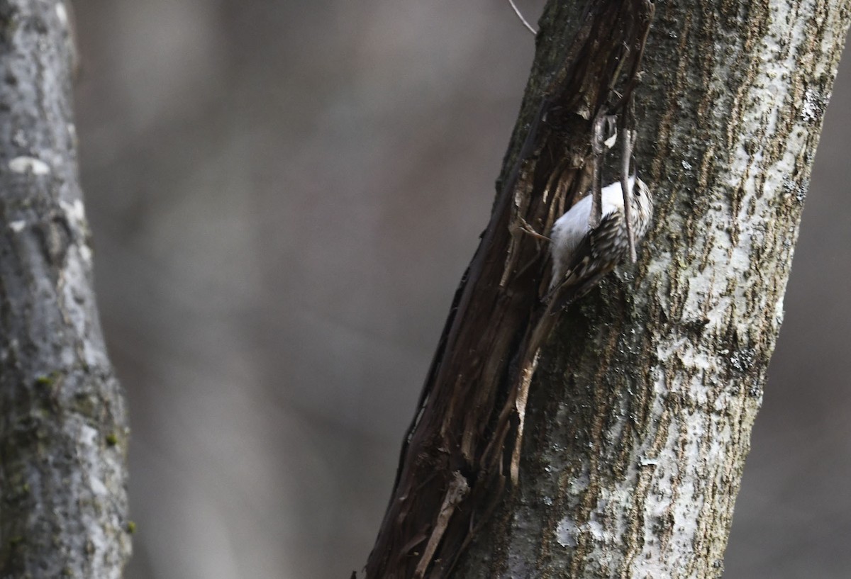 šoupálek americký - ML646246644