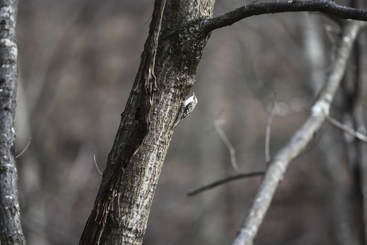 šoupálek americký - ML646246645