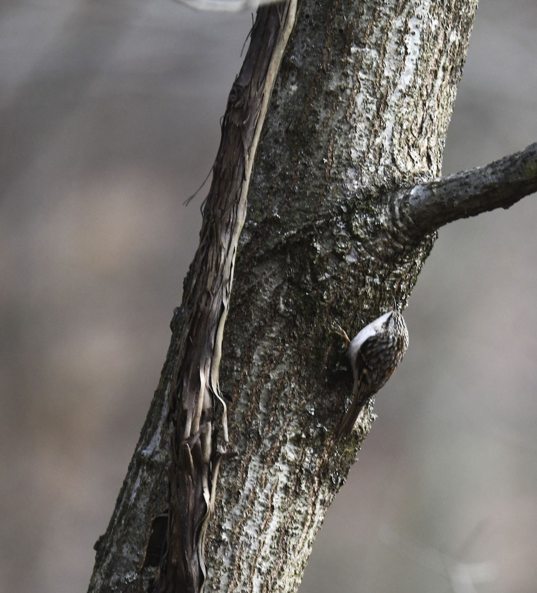 šoupálek americký - ML646246646