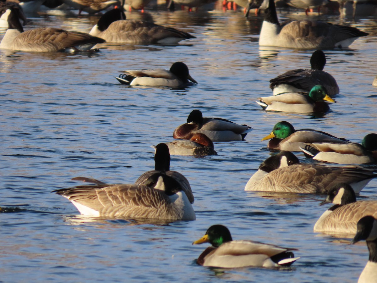 Redhead - ML646246647