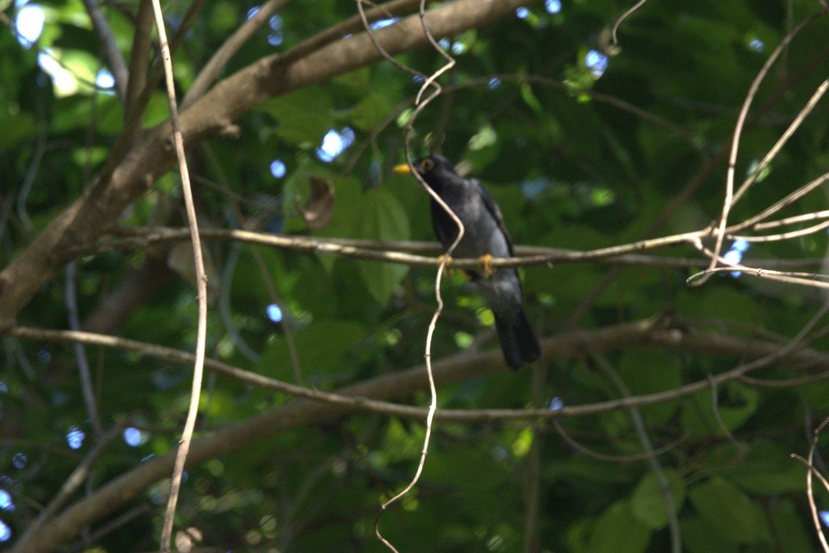 Yellow-legged Thrush - ML646246648