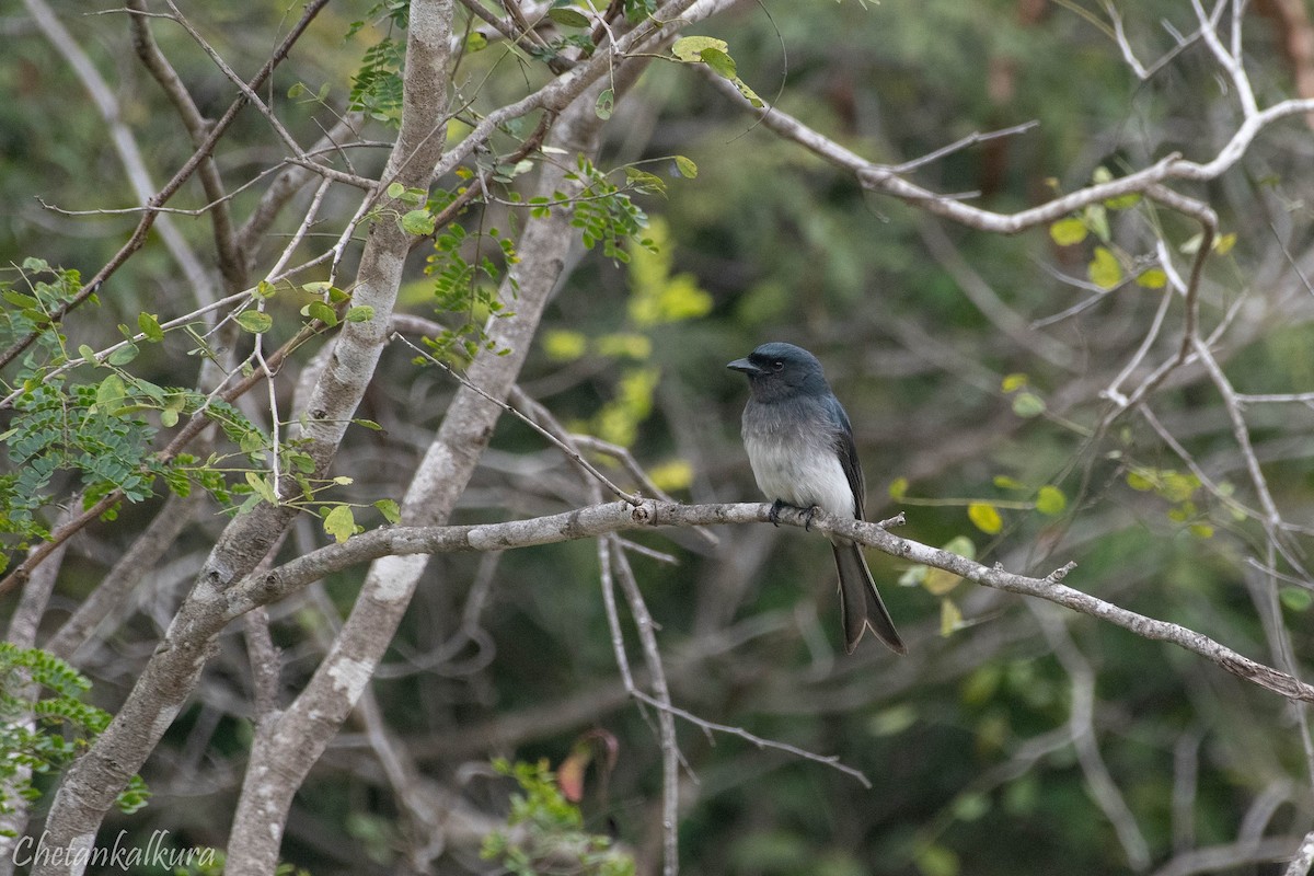 White-bellied Drongo - ML646246651