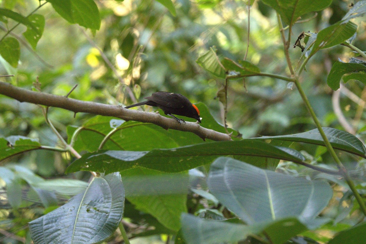 Flame-crested Tanager - ML646246652