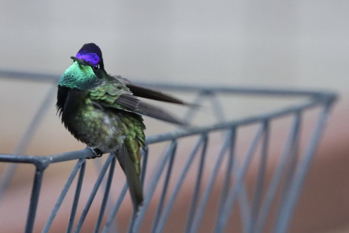 Rivoli's Hummingbird - ML646246657