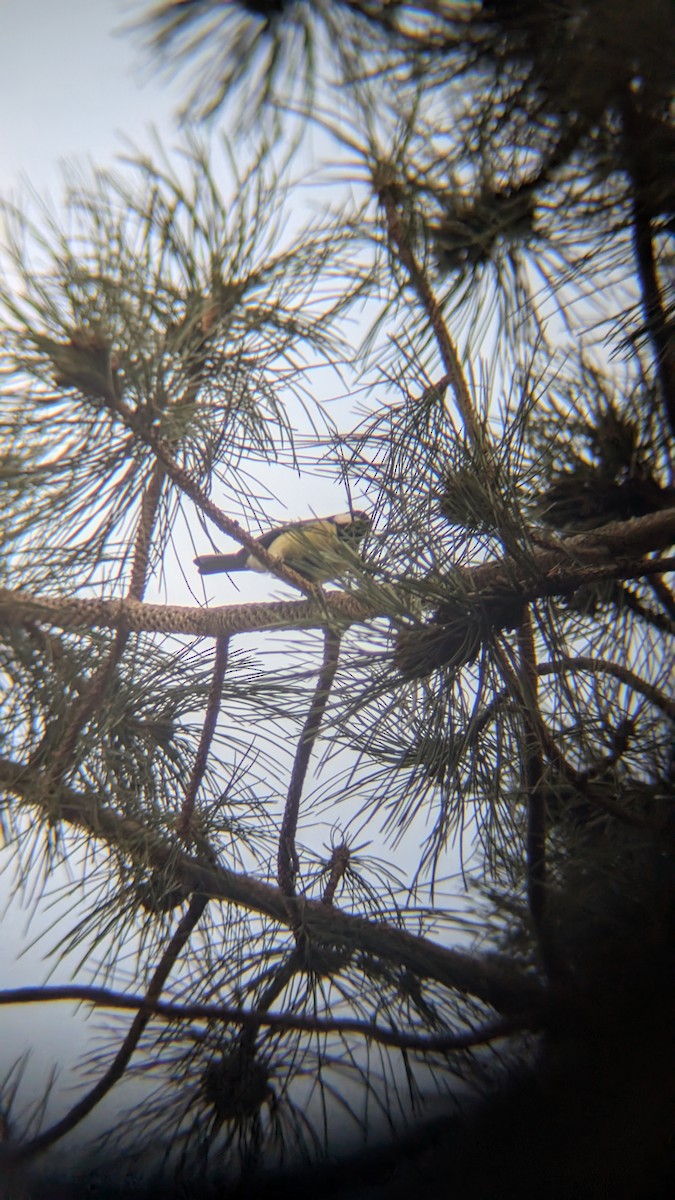 ירגזי מצוי - ML646246669