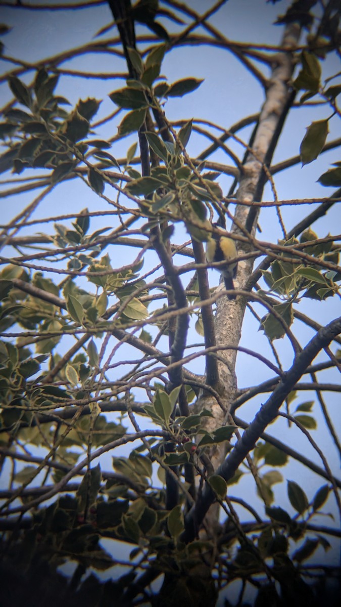 ירגזי מצוי - ML646246670