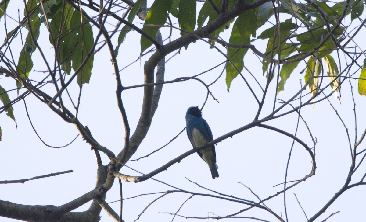 Swallow Tanager - ML646246671