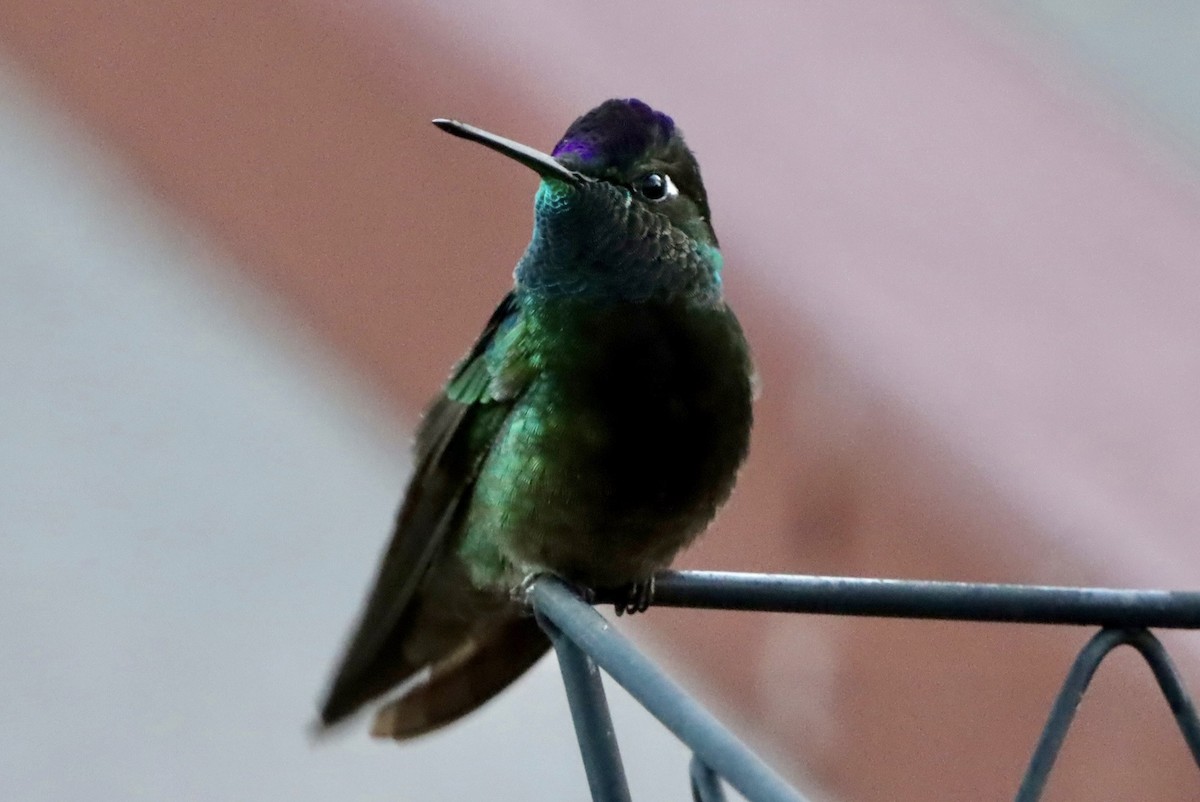 Rivoli's Hummingbird - ML646246672