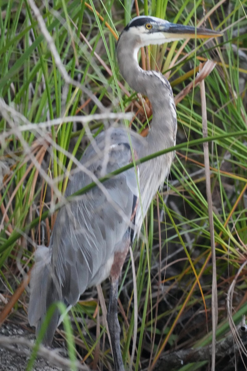 Great Blue Heron - ML646246680