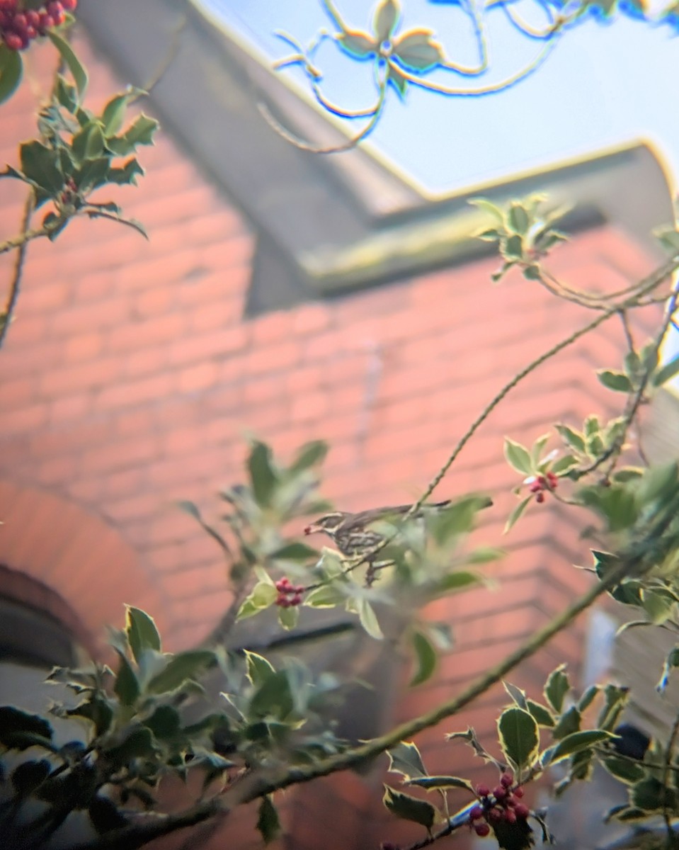 קיכלי לבן-גבה - ML646246683