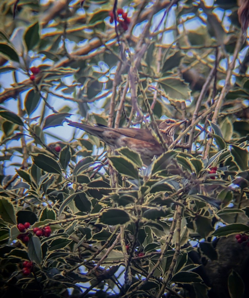קיכלי לבן-גבה - ML646246684