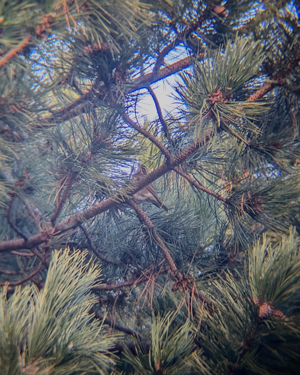 קיכלי לבן-גבה - ML646246686