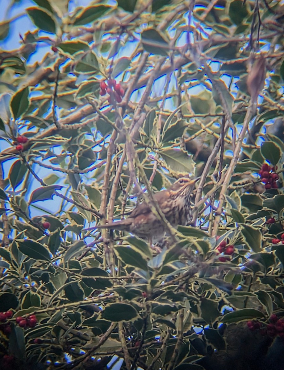 קיכלי לבן-גבה - ML646246687