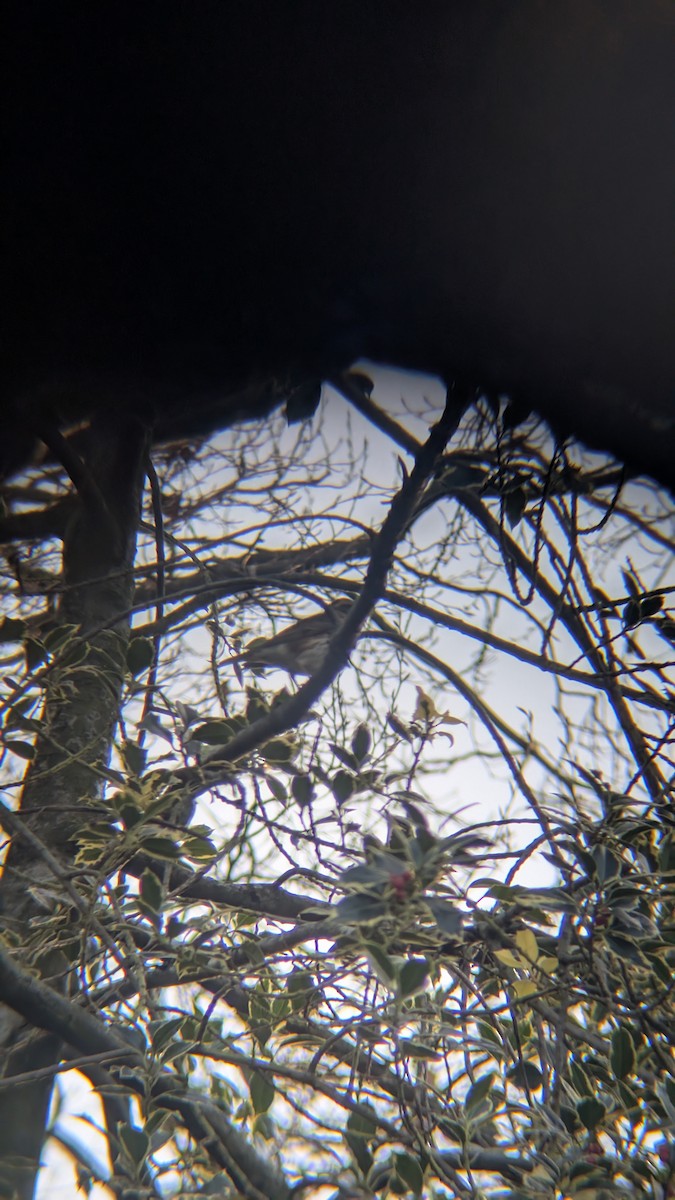 קיכלי לבן-גבה - ML646246688