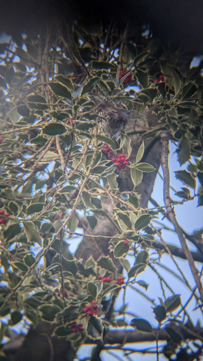 קיכלי לבן-גבה - ML646246689