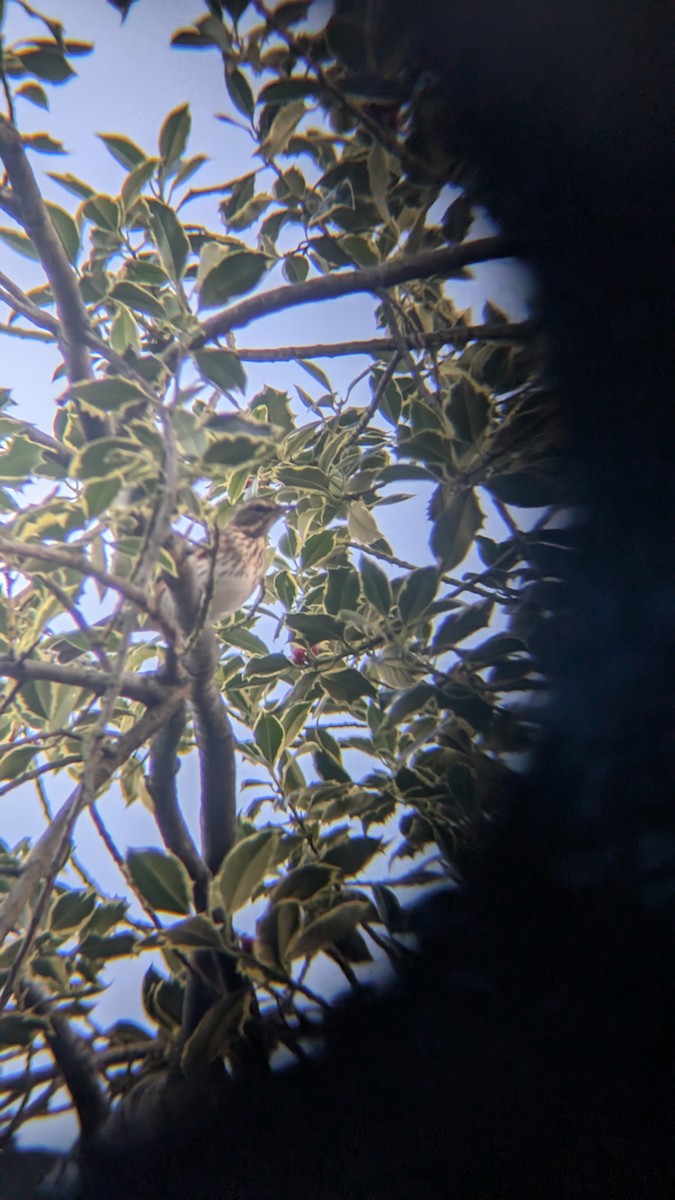 קיכלי לבן-גבה - ML646246690