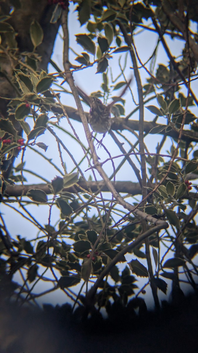 קיכלי לבן-גבה - ML646246691