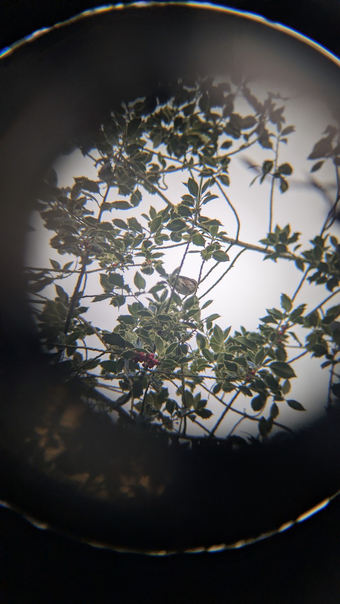 קיכלי לבן-גבה - ML646246692