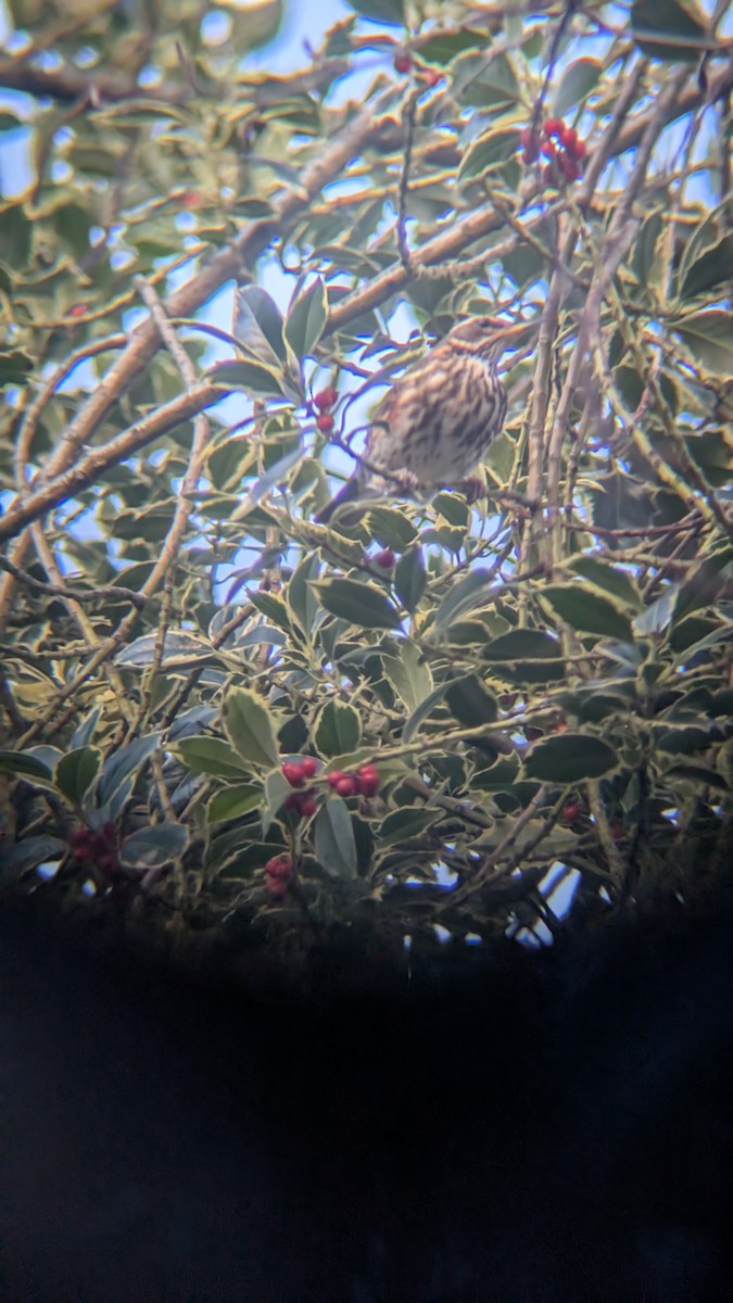 קיכלי לבן-גבה - ML646246693