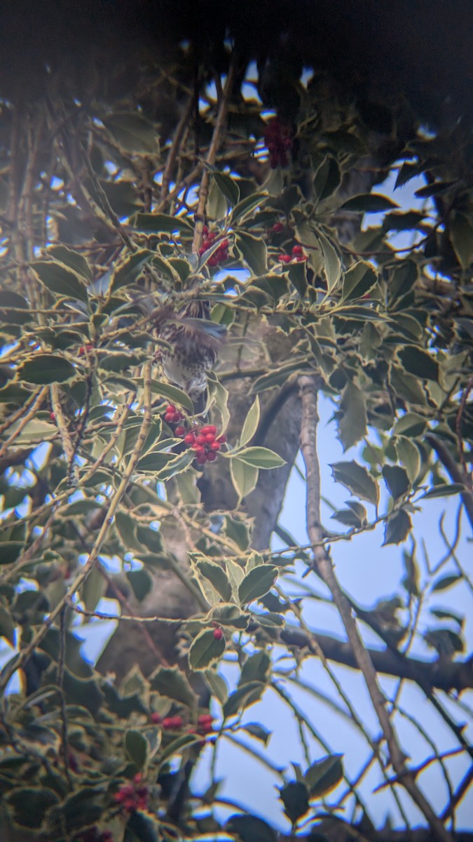 קיכלי לבן-גבה - ML646246694