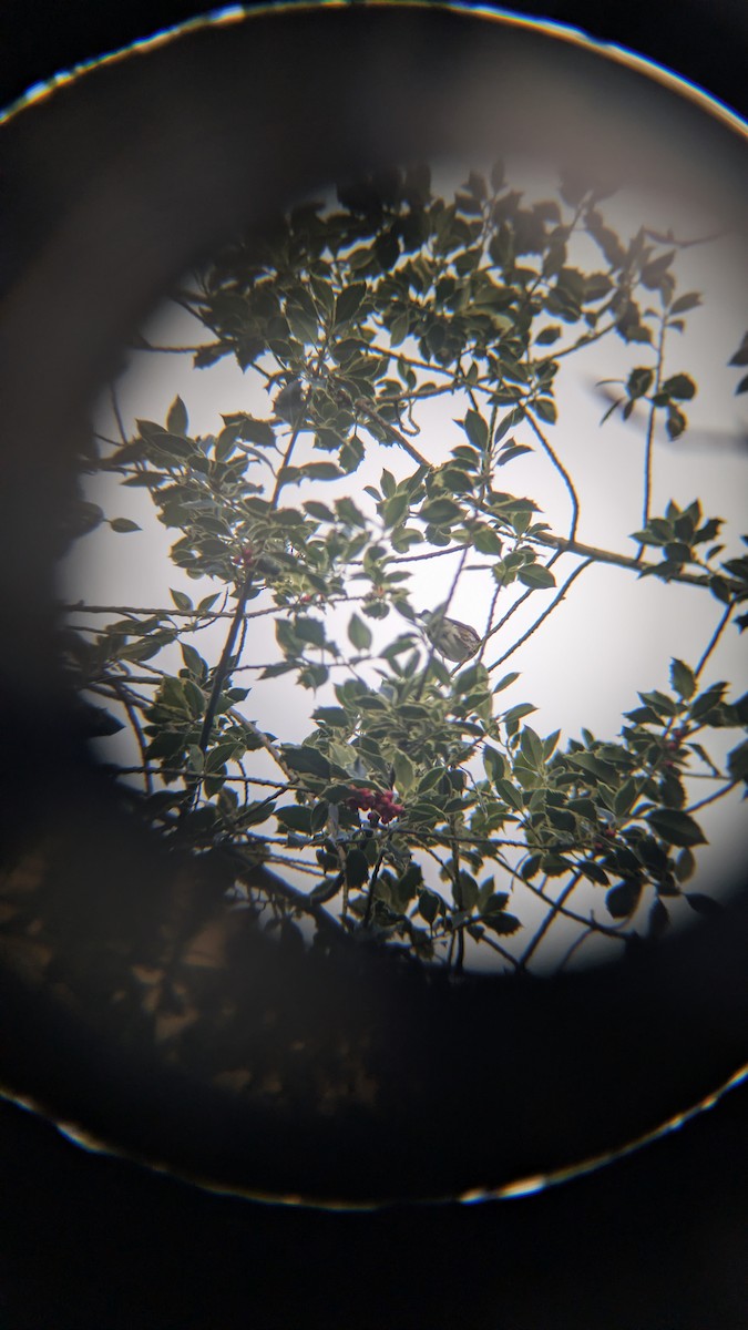 קיכלי לבן-גבה - ML646246695